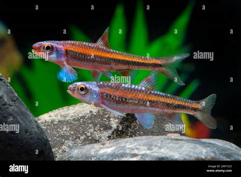 Rainbow Shiner Notropis Chrosomus Two Fishes In An Aquarium Stock