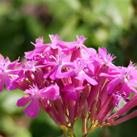 Catchfly Seeds Silene Pendula Triumph