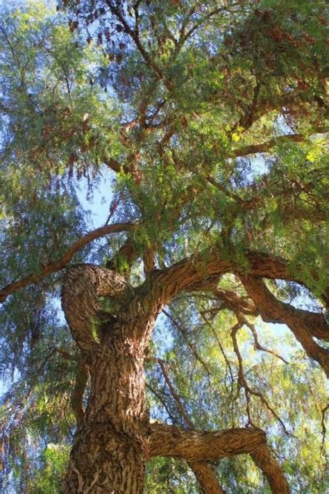 California Pepper Tree Seeds Schinus Molle Etsy Pepper Tree