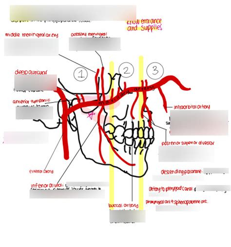 Maxillary Artery Diagram Quizlet