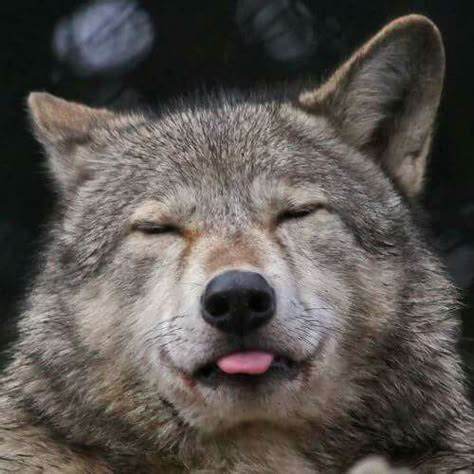 Smile face | Wolf love, Wolf pictures, Beautiful wolves