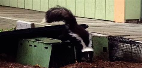 About skunks