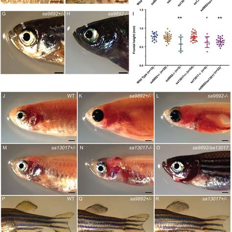 PDF Zebrafish Duox Mutations Provide A Model For Human Congenital