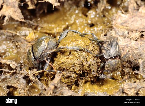 Dung Beetles Sisyphus Scheafferi Making A Ball Of Cow Dung Near Foix