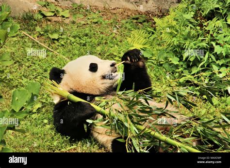 A Panda eating Bamboo Stock Photo - Alamy