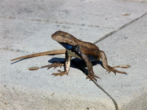 Eastern Fence Lizard Wallpapers Wallpaper Cave