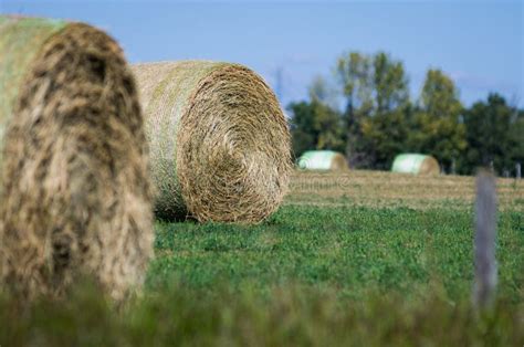 Rolled And Ready Round Bales In A Field Stock Photo Image Of Fields