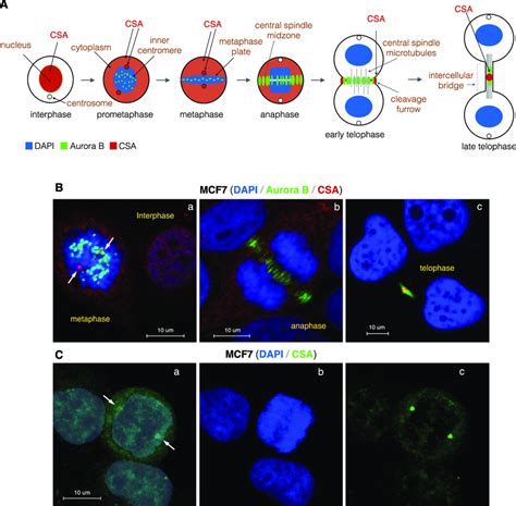 CSA Localizes At Centrosomes During Prometaphase And Metaphase Stages