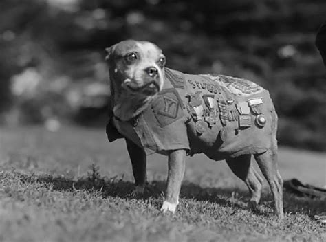 sergeant stubby world war  service heroism mascot biography