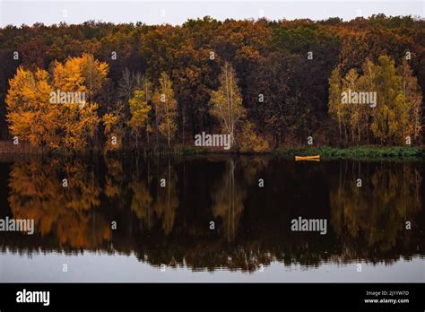 Old hedgehog in natural plants habitat in evening time Stock Photo - Alamy