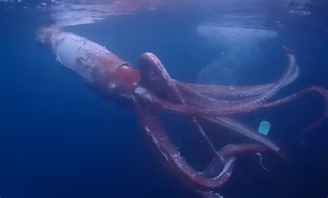 Sea Monster Rare Video From Japan Shows 25m Giant Squid Making Nasty