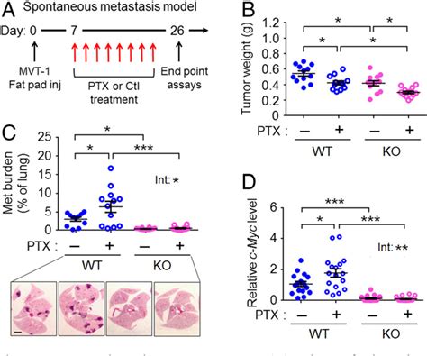 Figure 1 From Stress Inducible Gene Atf3 In The Noncancer Host Cells