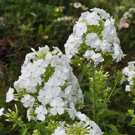 Phlox Paniculata White Admiral Garden Plants Delivered Claire Austin