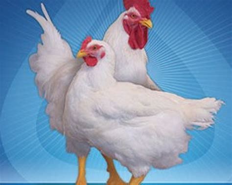 Ross Poultry Breeders Agrifoodsainfo