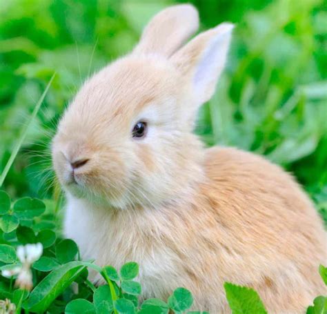 Can Rabbits Eat Clover Usa Rabbit Breeders