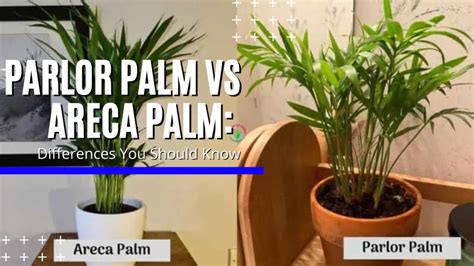 Spots On Areca Palm White Brown Yellow And Black Causes And How