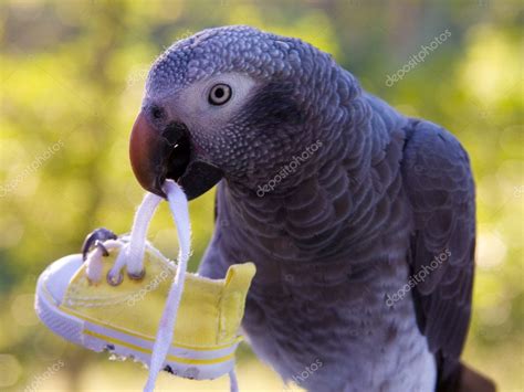 Grey Parrot Holding Shoe — Stock Photo © Npetrov 2190988