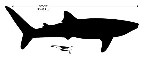 Hot to get a whale shark swim in Cancun?