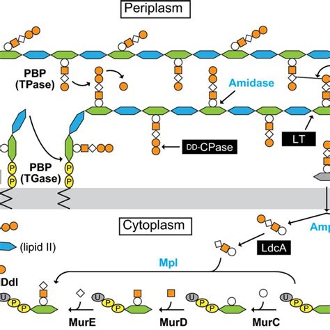 Subcellular Localization Of Gfp Fusion Proteins Transient Expression