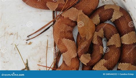 Venomous Copperhead Snake Tail Stock Image CartoonDealer 190800061