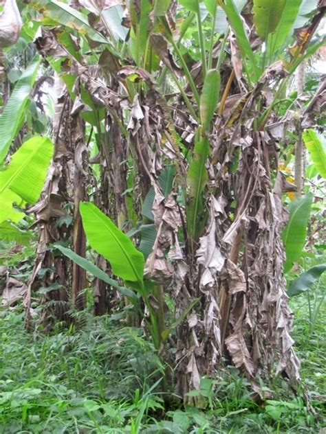 OUR PHILIPPINE TREES: Distinguishing the Abaca from Banana