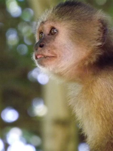 Biodiversidad Y Futuro Venezuelapais Megadiverso