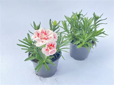 Goździk ogrodowy wieloletni Dianthus caryophyllus RED STAR biało