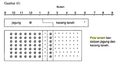 PENGERTIAN POLA TANAM DAN MACAM MACAM JENIS POLA TANAM Budidaya Pertanian