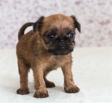 Брюссельский гриффон - фото, описание, история породы маленькой собачки ...