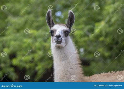 Young Baby Llama Lama Glama Portrait Beautiful Hairy Animal With