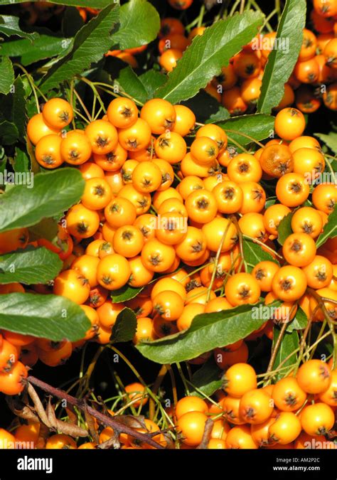 HORTICULTURE PYRACANTHA FIRETHORN Stock Photo - Alamy