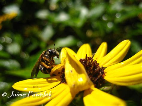 Sweat Bees Ne Floridas Native Bees