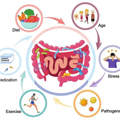 Factors Affecting The Structure Of Gut Microbiota Various Factors