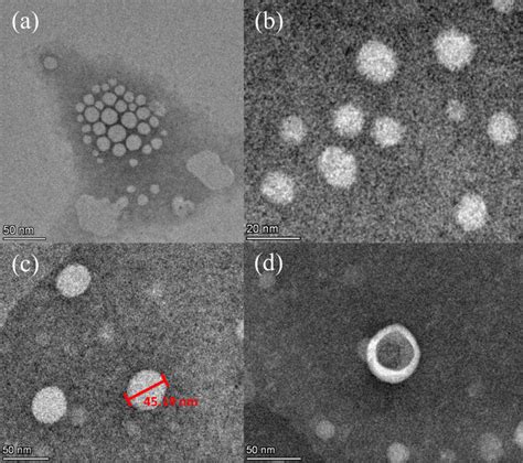 Transmission Electron Microscopy TEM Images Of Blank Liposomes A And