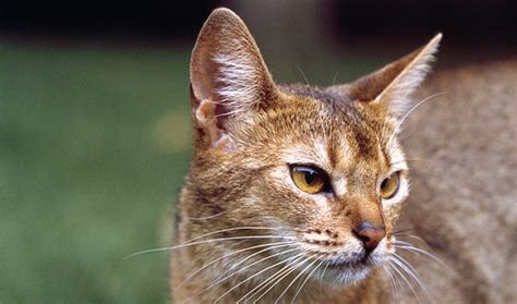 Abyssinian Tabby Cat Mix - Cat and Dog Lovers