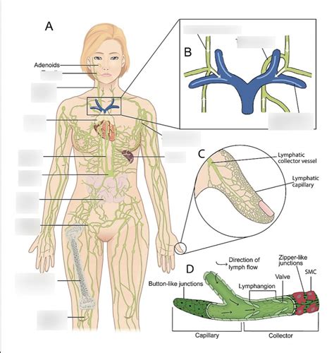 Lymphatics Overview Diagram Quizlet