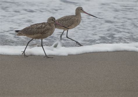 Marbled Godwit Limosa Fedoa San Francisco Beach Flickr