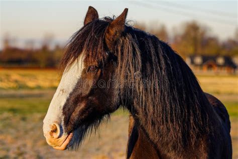 Clydesdale Horse Head Profile Stock Photos - Free & Royalty-Free Stock Photos from Dreamstime