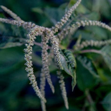 Jamaican Callaloo Amaranth Fruition Seeds