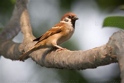 Eurasian Tree Sparrow Pictures and Photos - Photography - Bird ...