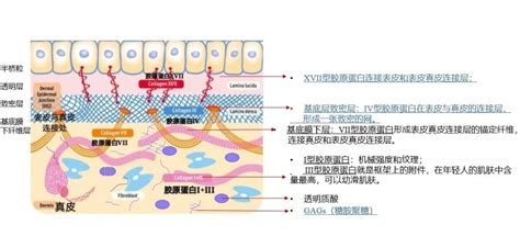 皮肤中的基底膜究竟是什么？ 广州拓埔再生医学科技有限公司