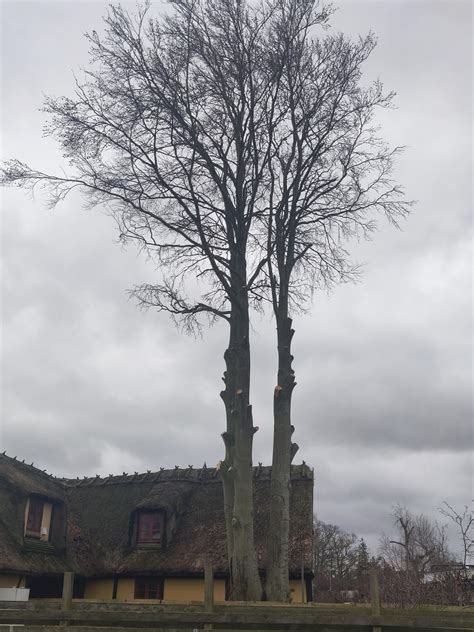 Crown Lifting Of My Neighbors European Beech Done By Absolute