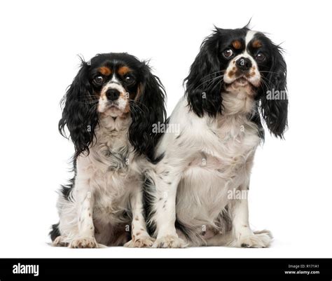 Spaniels Cut Out Stock Images Pictures Alamy