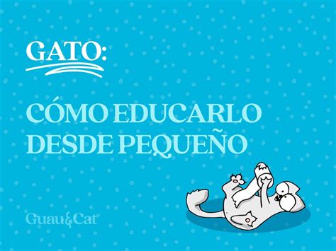 C Mo Educar Un Gato Desde Peque O