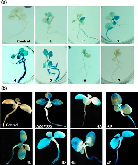 Histochemical GUS Expression Analysis In Tobacco Seedlings Transgenic