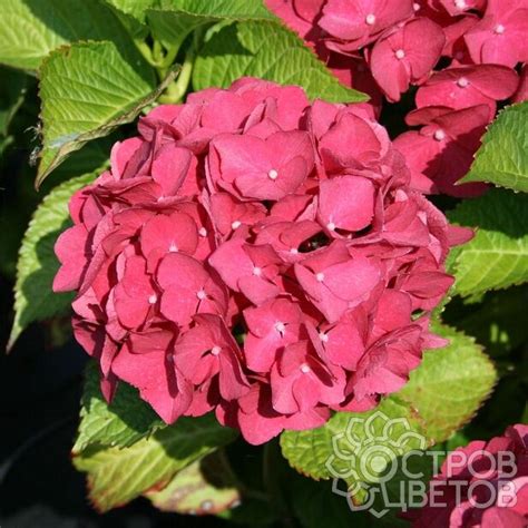 Гортензия Ред Барон | Купить саженцы Hydrangea Red Baron почтой, недорого