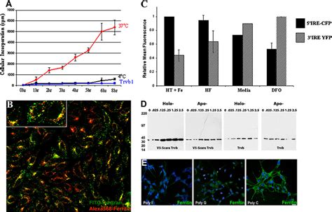 Scara Mediates Cellular Uptake Of Ferritin Bound Iron And Represents