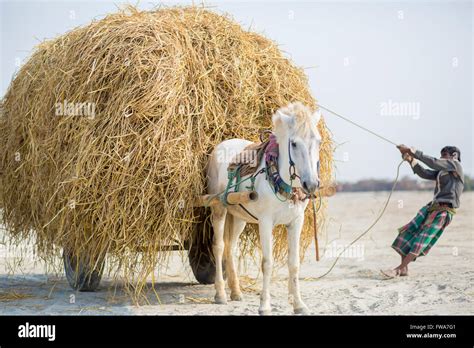 Horse And Cart In The Village Of Dohar Dhaka Bangladesh © Jahangir