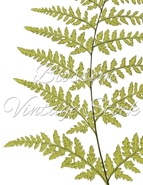 Botanical Printable Fern Foliage Botanical Leaf Print Etsy