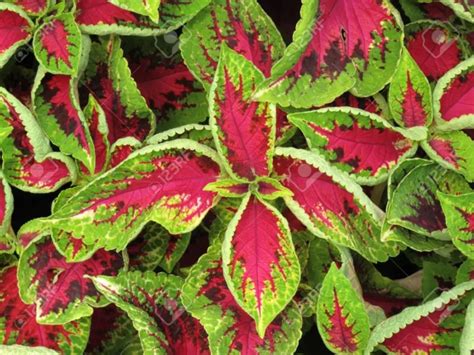 House Plants With Red And Green Leaves Stunning And Attention